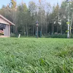 Рулонный газон и растения в п.Спас-Каменка